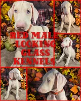 Red Male W/Ears Cropped, a male Doberman Pinscher for sale in DeWitt, MI – Photo 1 of 8
