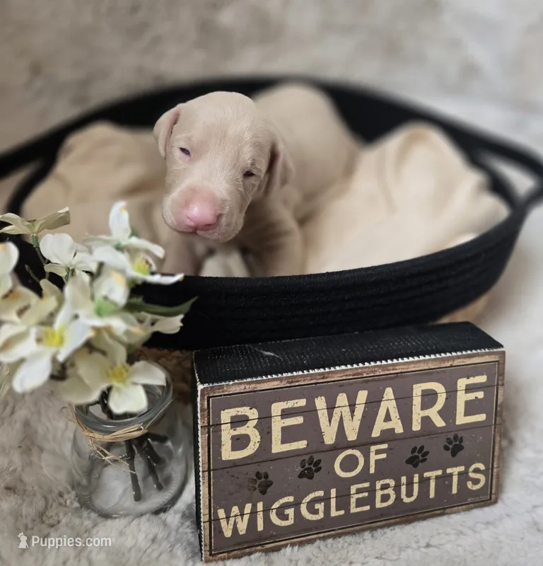 RED COLLAR MALE CREAM – Doberman Pinscher puppy for sale in Dewitt, MI