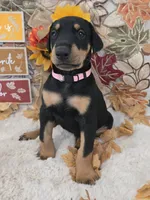 LIGHT PINK COLLAR FEMALE BLK/RST, a female Doberman Pinscher for sale in Dewitt, MI – 2 of 10