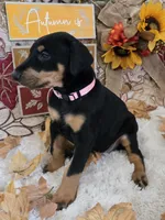 LIGHT PINK COLLAR FEMALE BLK/RST, a female Doberman Pinscher for sale in Dewitt, MI – 3 of 10