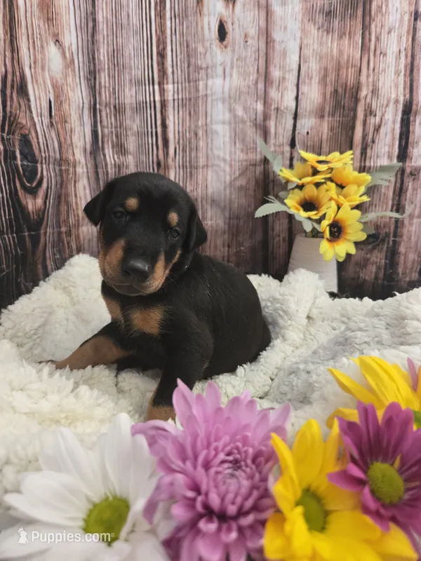 LIGHT PINK COLLAR FEMALE BLK/RST – Doberman Pinscher puppy for sale in Dewitt, MI