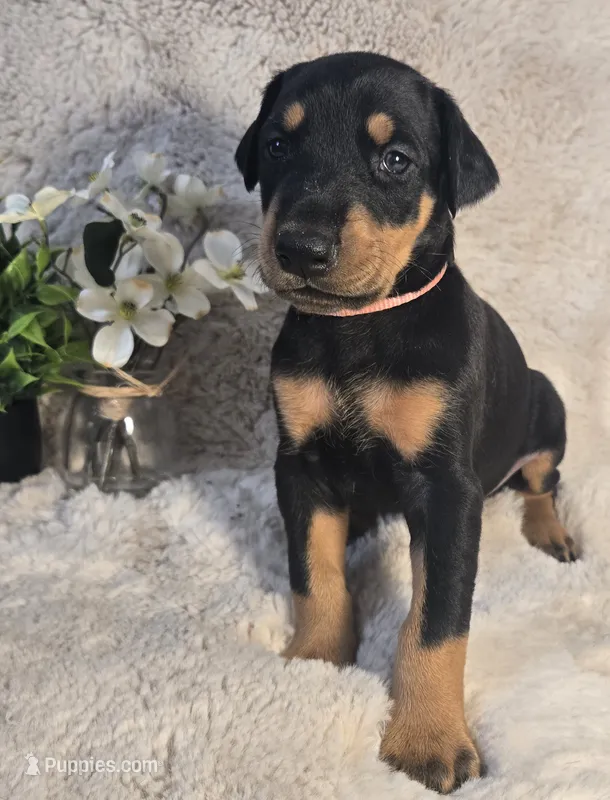 LIGHT PINK COLLAR FEMALE BLK/RST – Doberman Pinscher puppy for sale in Dewitt, MI
