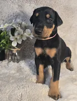 LIGHT PINK COLLAR FEMALE BLK/RST, a female Doberman Pinscher for sale in Dewitt, MI – 1 of 10
