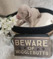 RED COLLAR MALE CREAM, a male Doberman Pinscher for sale in Dewitt, MI – 4 of 10