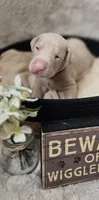 RED COLLAR MALE CREAM, a male Doberman Pinscher for sale in Dewitt, MI – 2 of 10