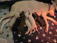 LIGHT PINK COLLAR FEMALE BLK/RST, a female Doberman Pinscher for sale in Dewitt, MI – 6 of 9