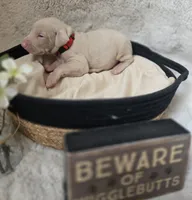 RED COLLAR MALE CREAM, a male Doberman Pinscher for sale in Dewitt, MI – 5 of 10