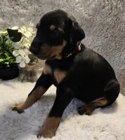 LIGHT PINK COLLAR FEMALE BLK/RST, a female Doberman Pinscher for sale in Dewitt, MI – 4 of 10