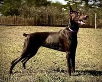 LIGHT PINK COLLAR FEMALE BLK/RST, a female Doberman Pinscher for sale in Dewitt, MI – 10 of 10