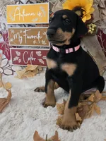 LIGHT PINK COLLAR FEMALE BLK/RST, a female Doberman Pinscher for sale in Dewitt, MI – 6 of 10