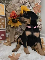 LIGHT PINK COLLAR FEMALE BLK/RST, a female Doberman Pinscher for sale in Dewitt, MI – 4 of 10