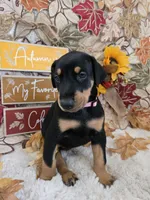 LIGHT PINK COLLAR FEMALE BLK/RST, a female Doberman Pinscher for sale in Dewitt, MI – 10 of 10