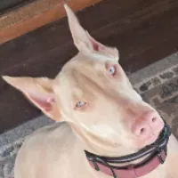 LIGHT PINK COLLAR FEMALE BLK/RST, a female Doberman Pinscher for sale in Dewitt, MI – 8 of 10