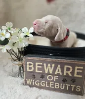 RED COLLAR MALE CREAM, a male Doberman Pinscher for sale in Dewitt, MI – 3 of 10