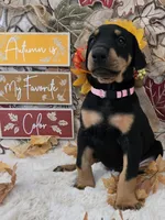 LIGHT PINK COLLAR FEMALE BLK/RST, a female Doberman Pinscher for sale in Dewitt, MI – 8 of 10