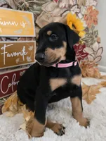 LIGHT PINK COLLAR FEMALE BLK/RST, a female Doberman Pinscher for sale in Dewitt, MI – 5 of 10