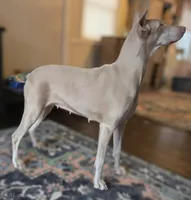 RED COLLAR MALE CREAM, a male Doberman Pinscher for sale in Dewitt, MI – 8 of 10
