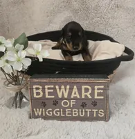 LIGHT PINK COLLAR FEMALE BLK/RST, a female Doberman Pinscher for sale in Dewitt, MI – 3 of 9