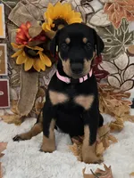 LIGHT PINK COLLAR FEMALE BLK/RST, a female Doberman Pinscher for sale in Dewitt, MI – 7 of 10