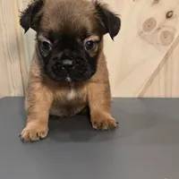 Chewie, a male French Bulldog for sale in Sacramento, CA – Photo 2 of 2