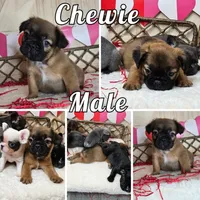 Chewie, a male French Bulldog for sale in Sacramento, CA – Photo 1 of 2