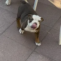 Coco, a female Olde English Bulldogge for sale in Sacramento, CA – Photo 3 of 3