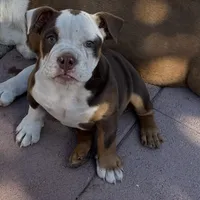 Coco, a female Olde English Bulldogge for sale in Sacramento, CA – Photo 2 of 3