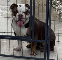 Coco, a female Olde English Bulldogge for sale in Sacramento, CA – Photo 1 of 3