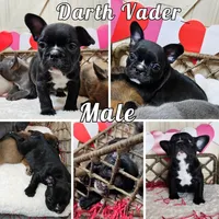 Vader, a male French Bulldog for sale in Sacramento, CA – Photo 1 of 2