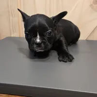 Vader, a male French Bulldog for sale in Sacramento, CA – Photo 2 of 2