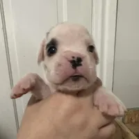 Snoopy, a male Boxer for sale in Port Norris, NJ – Photo 2 of 4