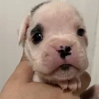 Snoopy, a male Boxer for sale in Port Norris, NJ – Photo 1 of 4