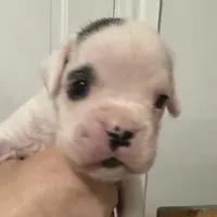 Snoopy, a male Boxer for sale in Port Norris, NJ – Photo 3 of 4