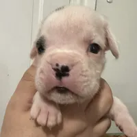 Snoopy, a male Boxer for sale in Port Norris, NJ – Photo 4 of 4