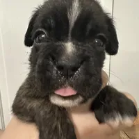 Dora, a female Boxer for sale in Port Norris, NJ – Photo 2 of 4