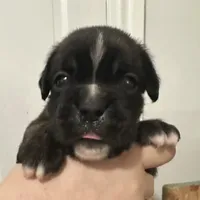 Dora, a female Boxer for sale in Port Norris, NJ – Photo 4 of 4