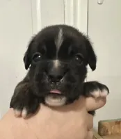 processed/80568993-491e-45e9-93f7-c61a4502f631/listing/2ea9655e-296a-48a9-abf3-b9b6ed8a4887/163f13fe-8f0f-4b94-be5c-14d5f3db9cf8