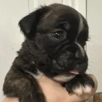 Dora, a female Boxer for sale in Port Norris, NJ – Photo 1 of 4