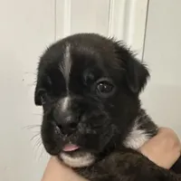 Dora, a female Boxer for sale in Port Norris, NJ – Photo 3 of 4