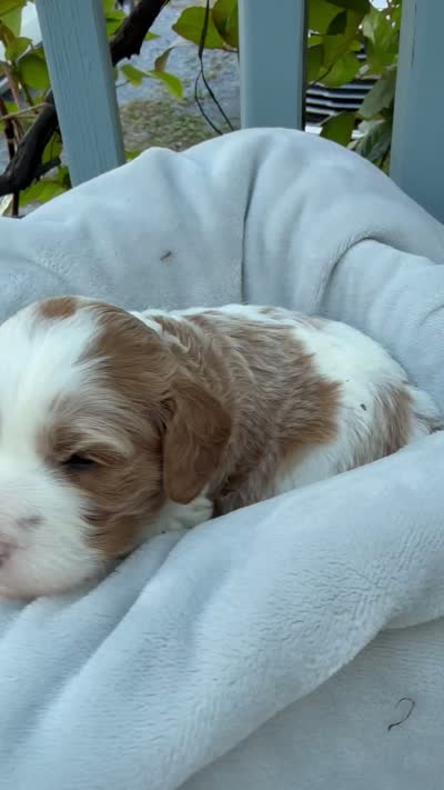Rocky, a male Cavapoo and Cavalier King Charles Spaniel for sale in Ephrata, PA – 3 of 5