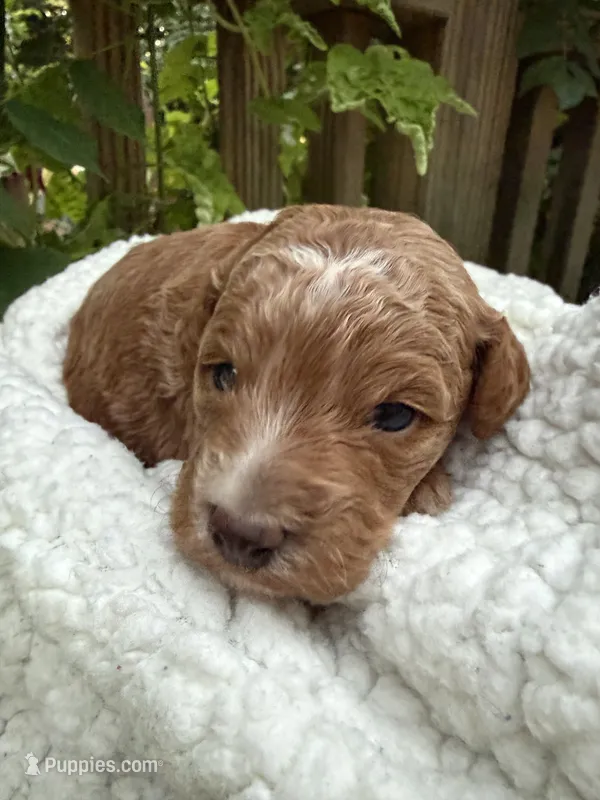 Sunny – Poodle - Miniature , Bichpoo puppy for sale in Ephrata, PA