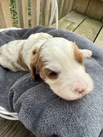 Simon, a male Cavapoo for sale in Ephrata, PA – Photo 2 of 5