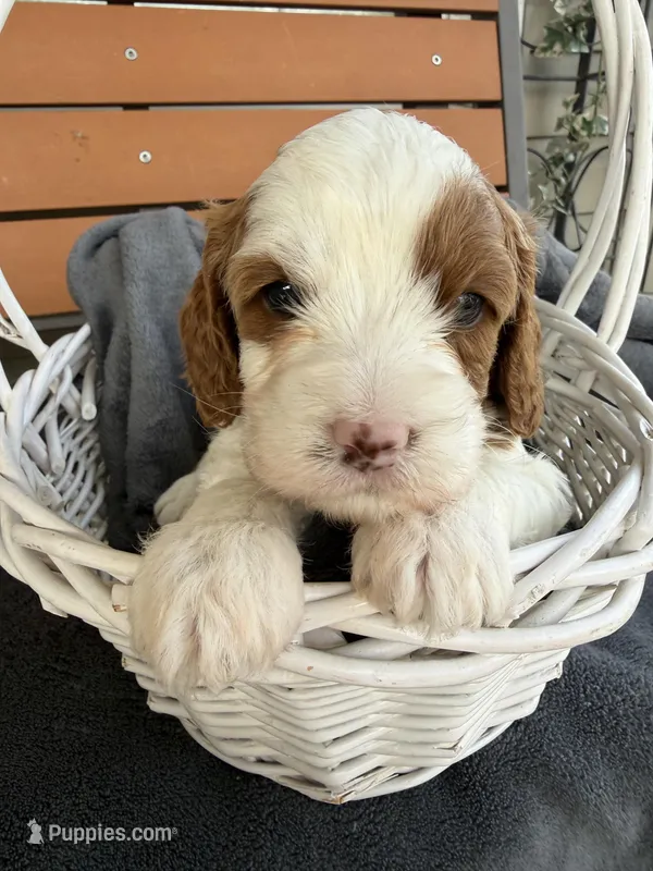 Simon – Cavapoo puppy for sale in Ephrata, PA