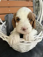 Simon, a male Cavapoo for sale in Ephrata, PA – 2 of 7