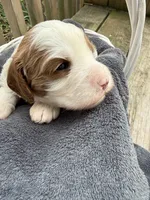 Simon, a male Cavapoo for sale in Ephrata, PA – Photo 3 of 5