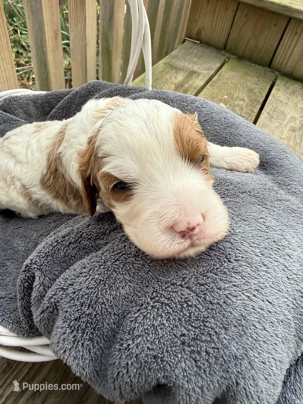 Simon, a male Cavapoo for sale in Ephrata, PA – Photo 1 of 5