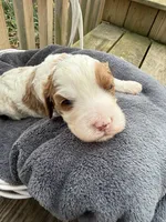 Simon, a male Cavapoo for sale in Ephrata, PA – Photo 1 of 5