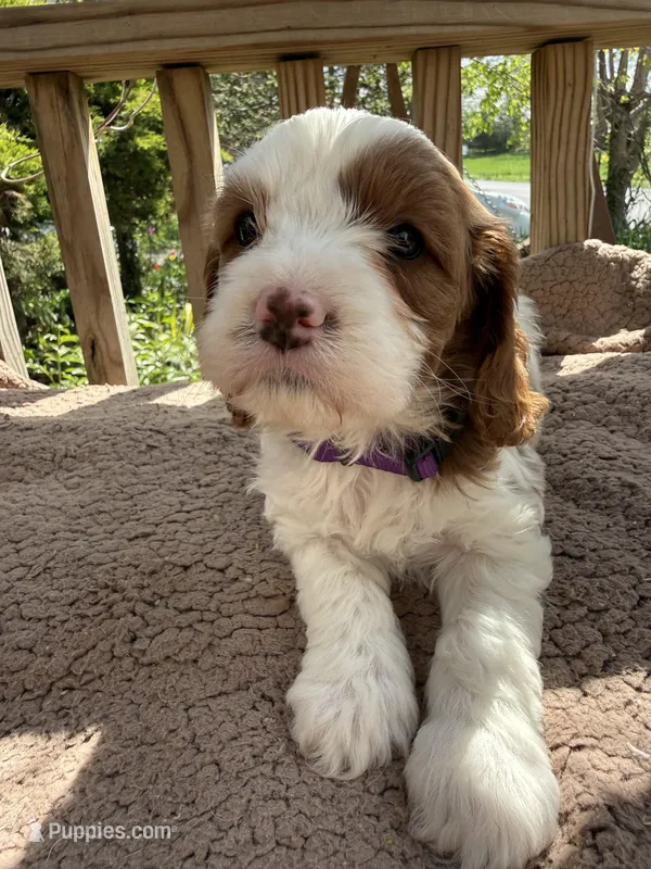 Simon – Cavapoo puppy for sale in Ephrata, PA