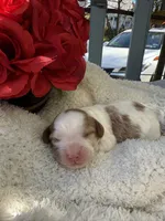 Abby, a female Cavapoo and Cavalier King Charles Spaniel for sale in Ephrata, PA – 2 of 4