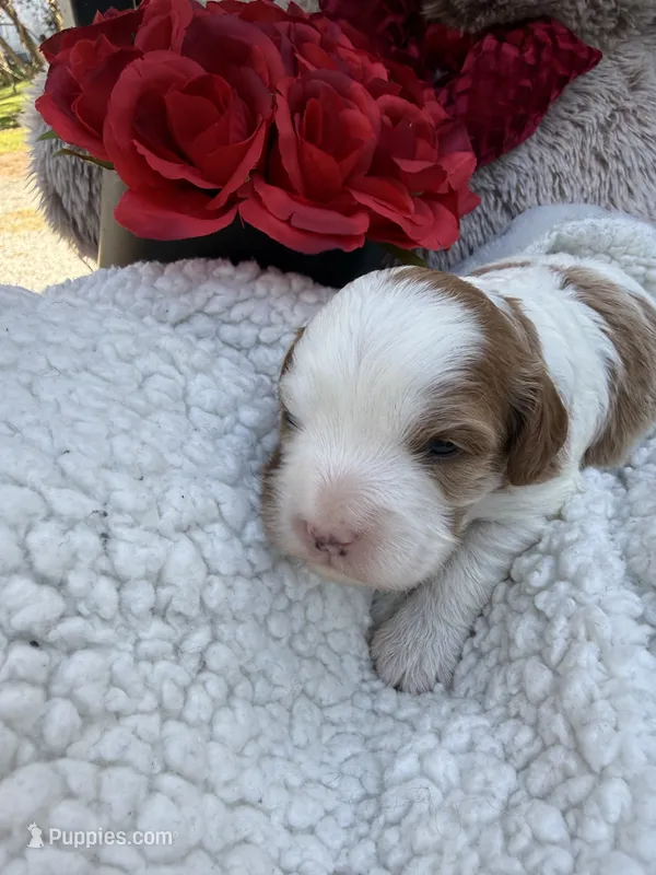 Abby – Cavapoo, Cavalier King Charles Spaniel puppy for sale in Ephrata, PA